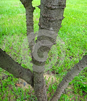 Stem orÂ trunk of sappanwood